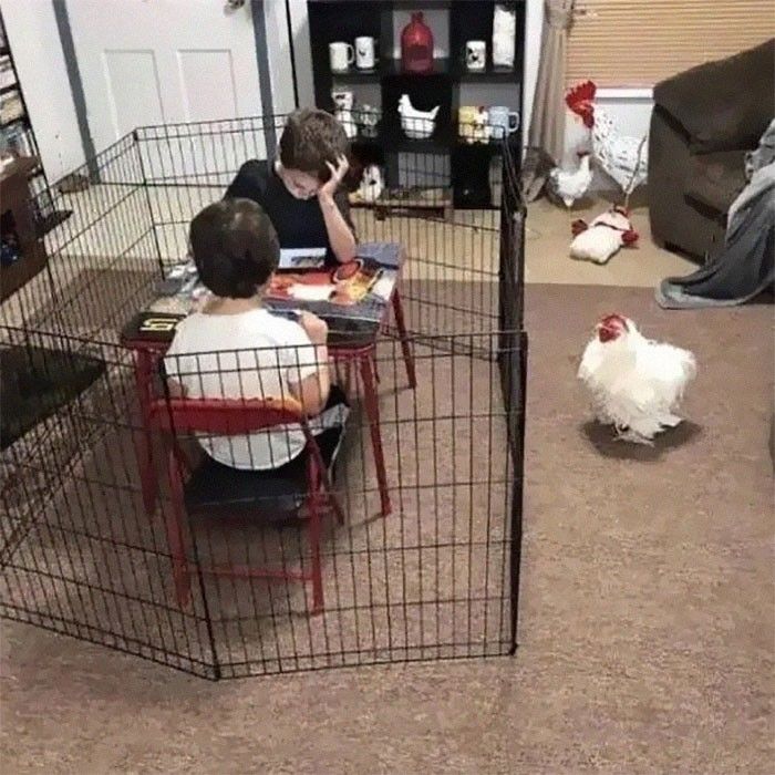 Kids in the Playpen, Chicken Free meme template blank - image format