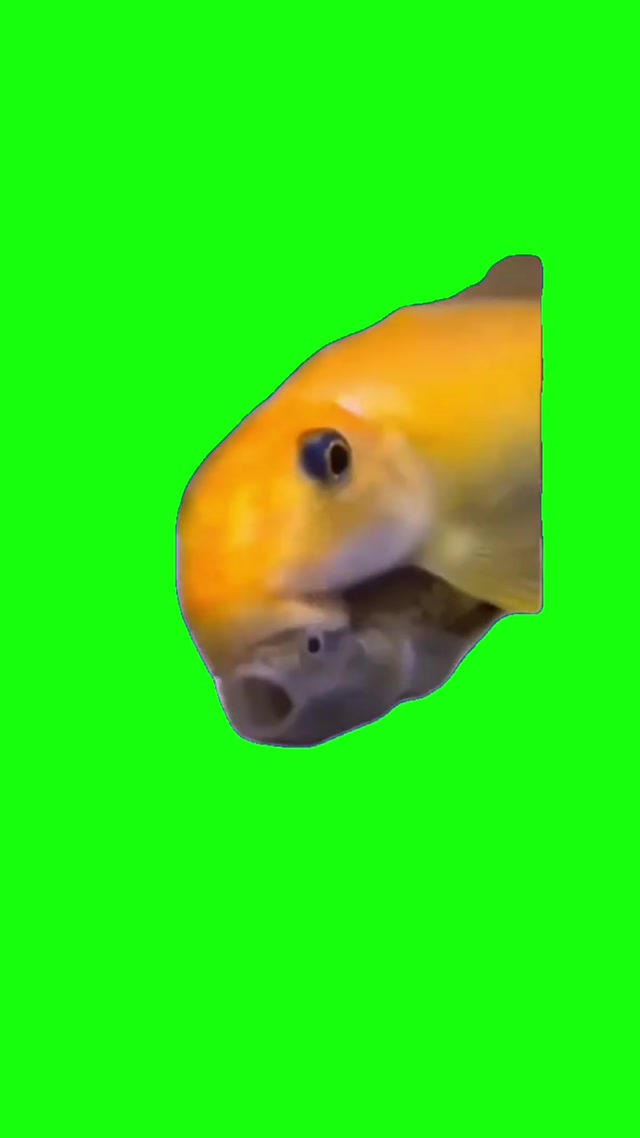 Kissing Fish meme template blank