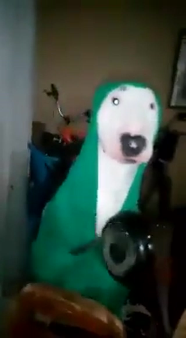 Kitchen Goblin Dog meme template blank