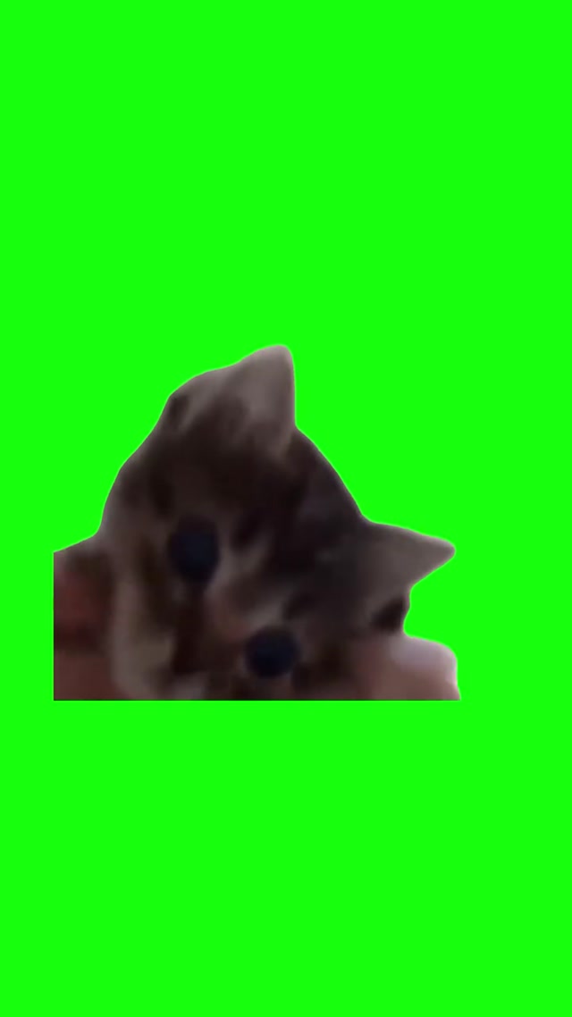 Kitten Dancing meme template blank