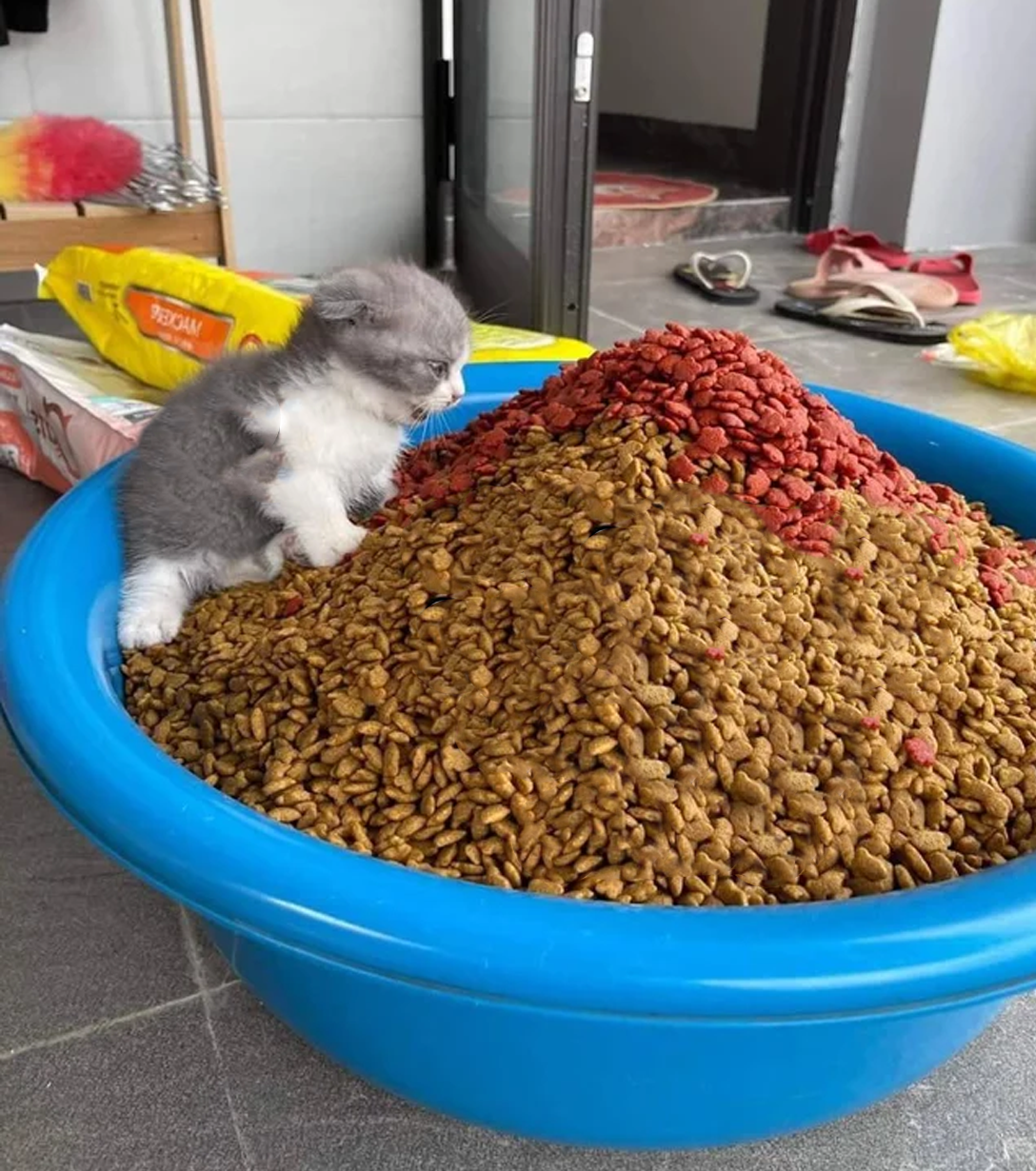 Kitten on Kibble Mountain meme template blank - image format