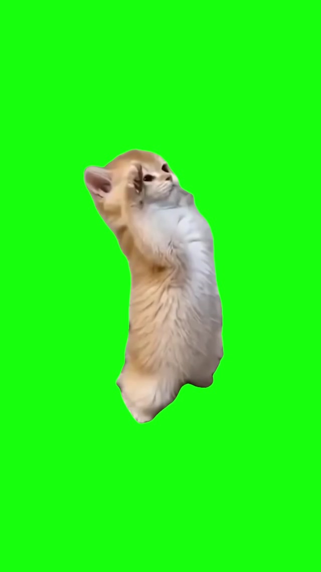 Kitten Salute meme template blank