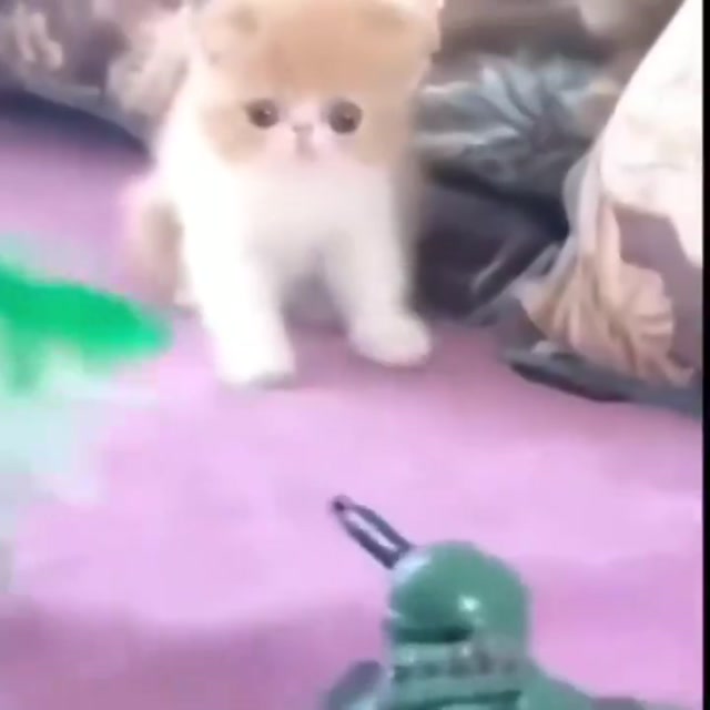 Kitten Toy Soldier War Stare meme template blank