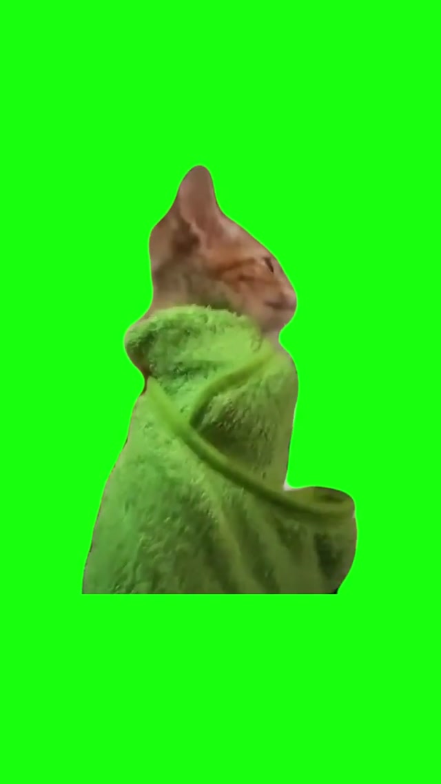 Kitten tries to escape green towel, REAL FOOTAGE meme template blank