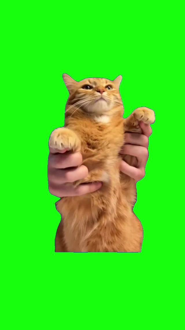 Kung Fu Cat meme template blank