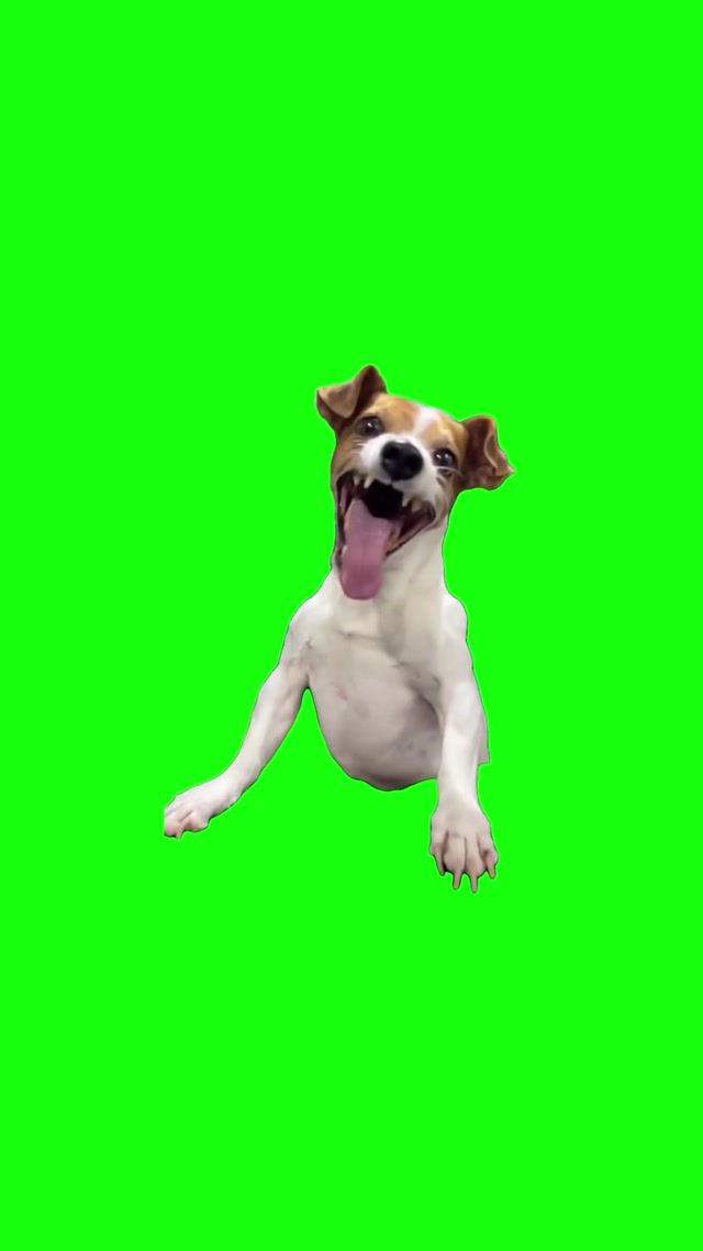 Laughing Dog Meme meme template blank