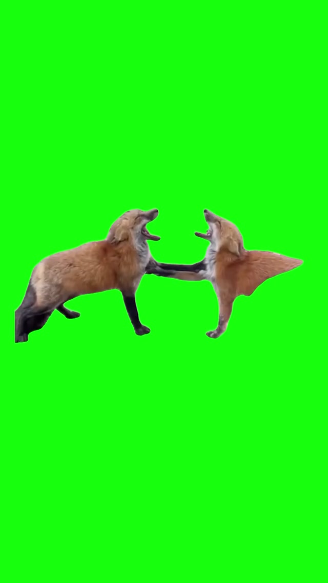 Laughing Foxes meme template blank