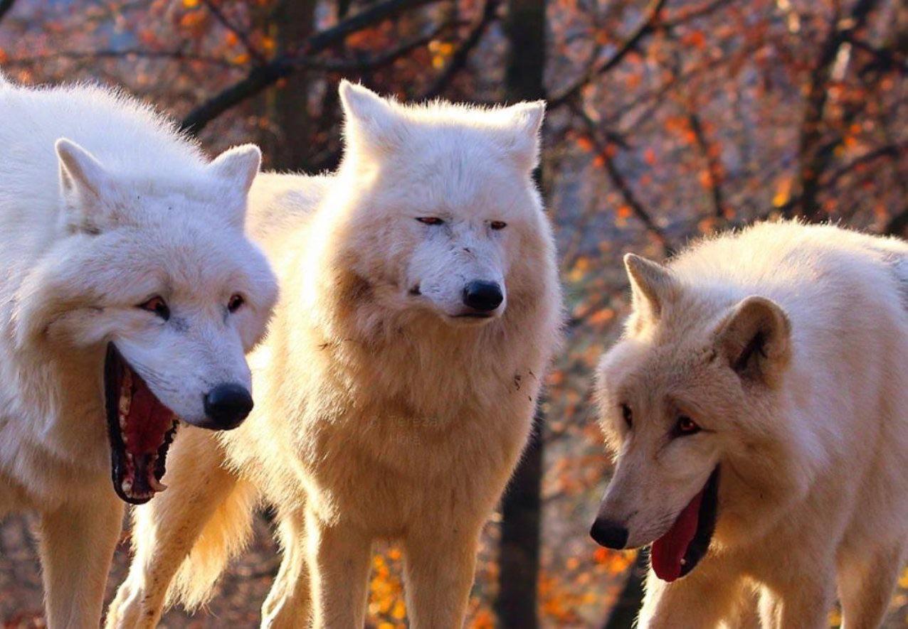 Laughing Wolves meme template blank