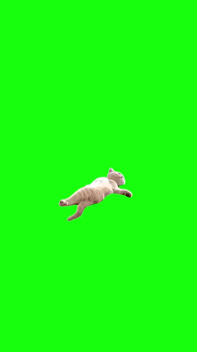Lazy Cat meme template blank