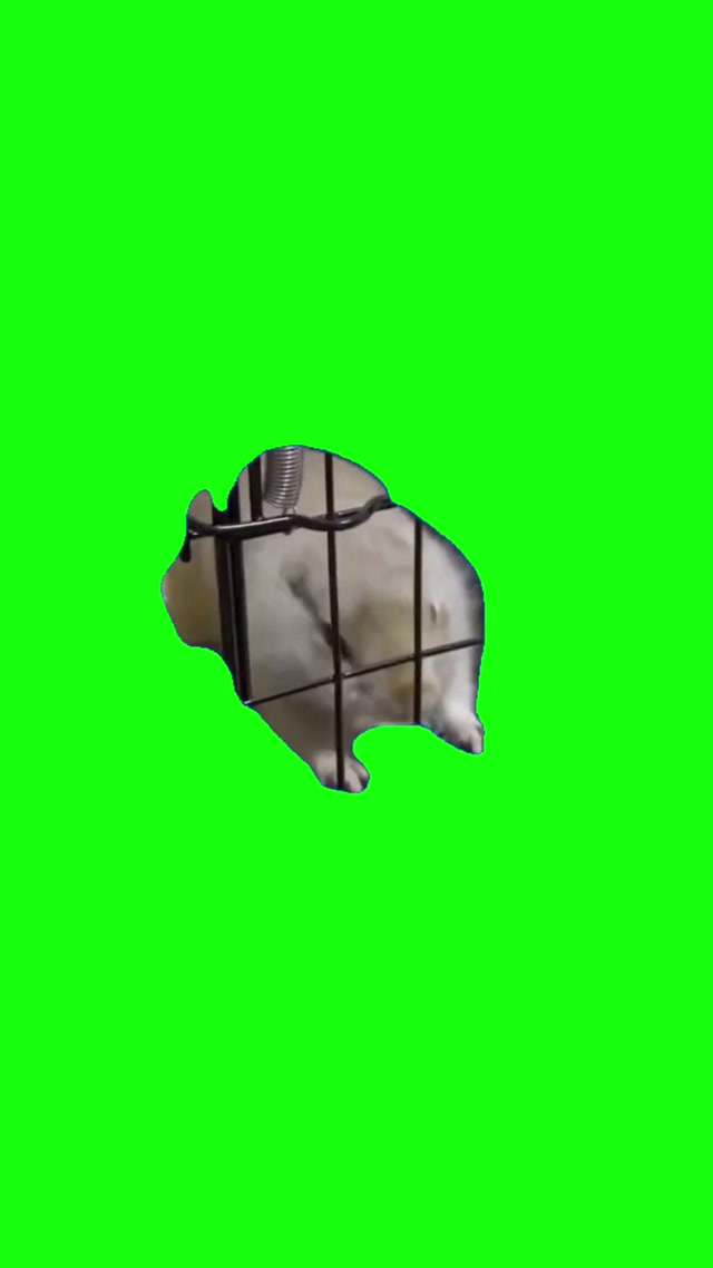 Let Me Out Squirrel meme template blank