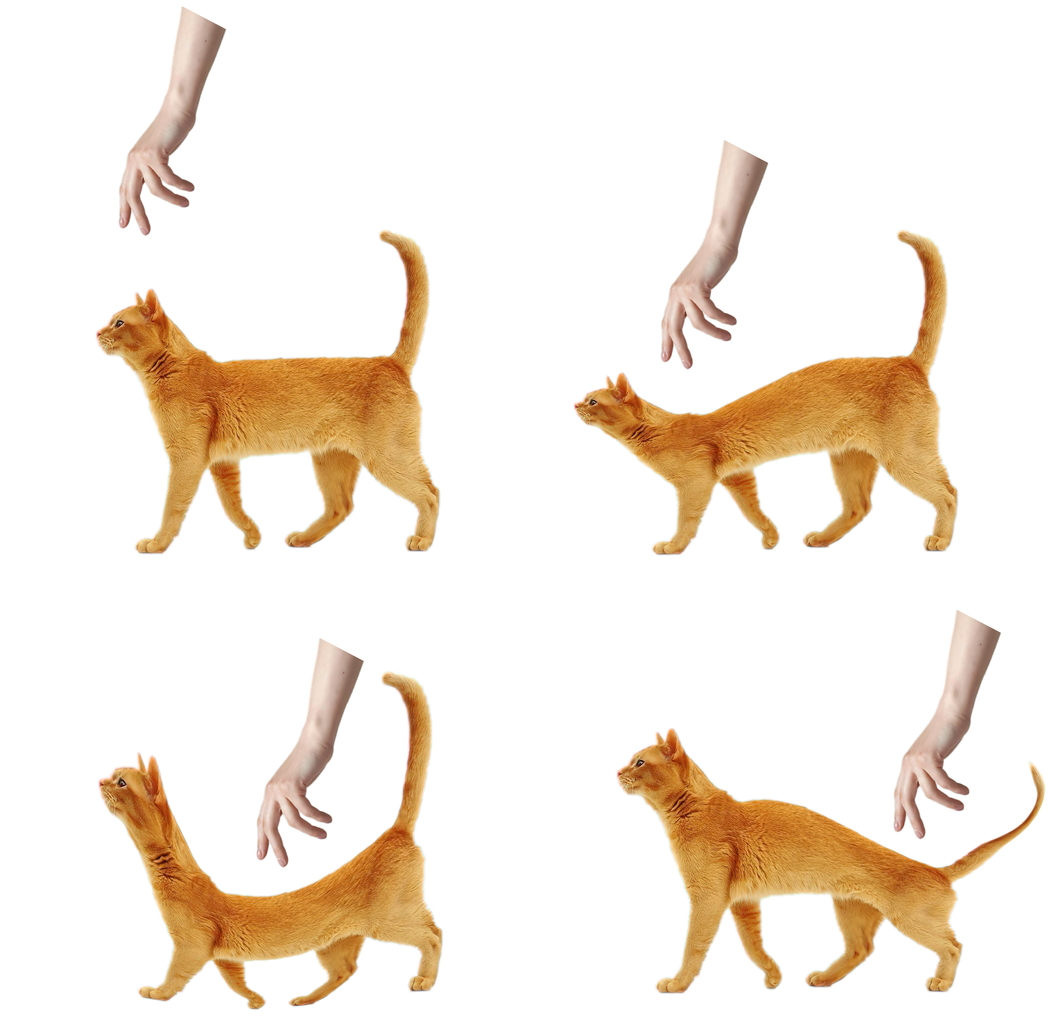 Liquid Cat Avoiding Hand meme template blank - image format