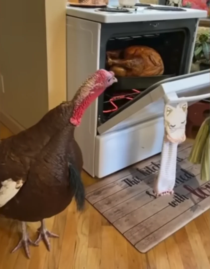 Live Turkey Staring at Roasted Turkey meme template blank