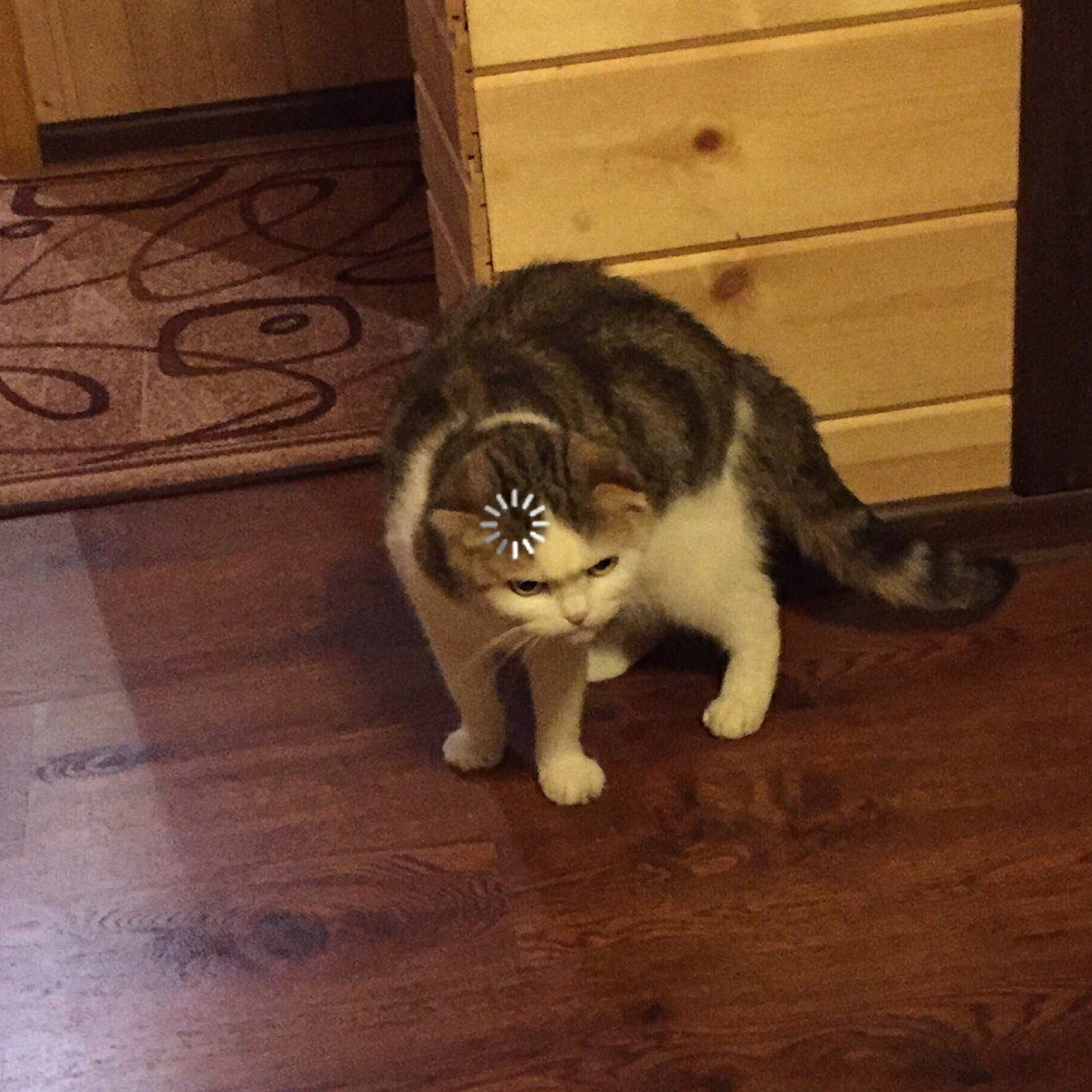 Loading Cat meme template blank - image format