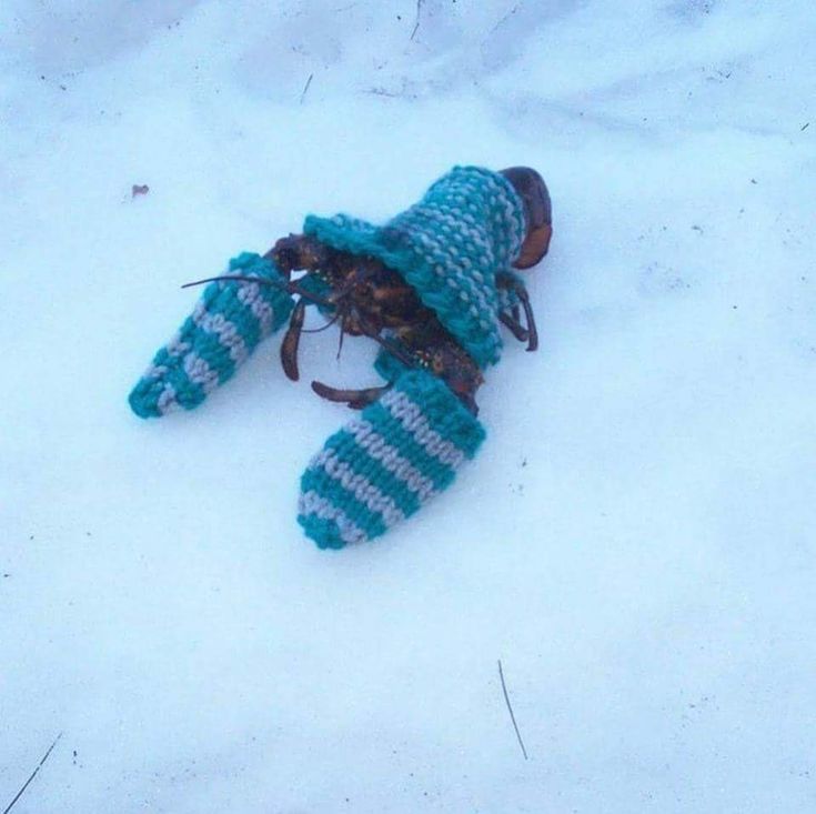 Lobster in a Winter Sweater meme template blank