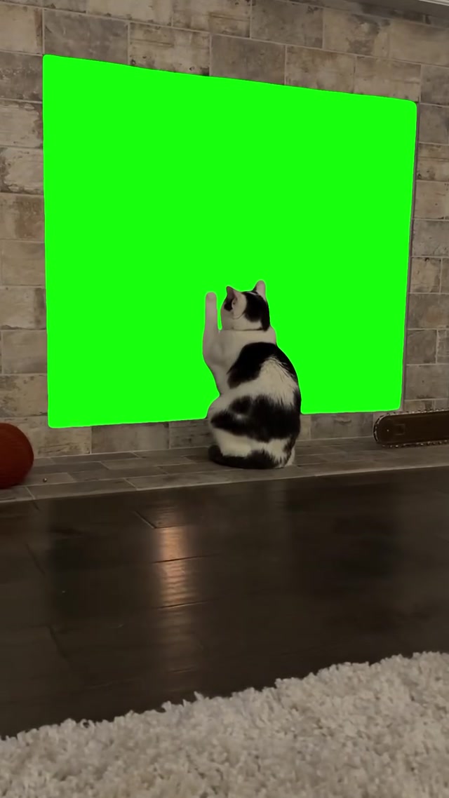 Longing Cat meme template blank