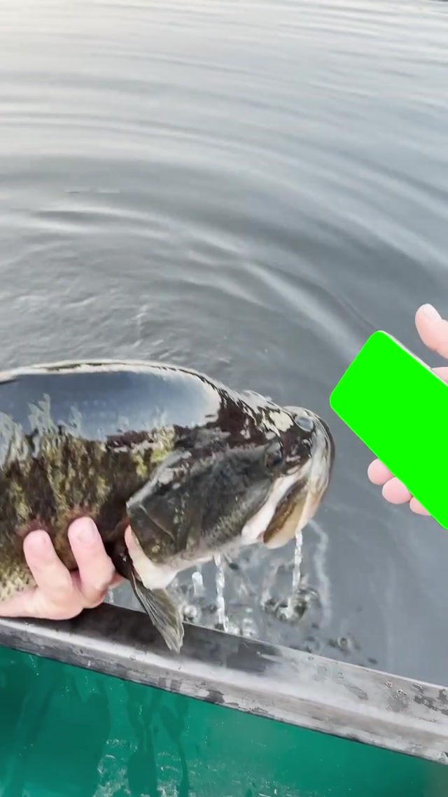 Made the Fish I Just Caught Watch meme template blank