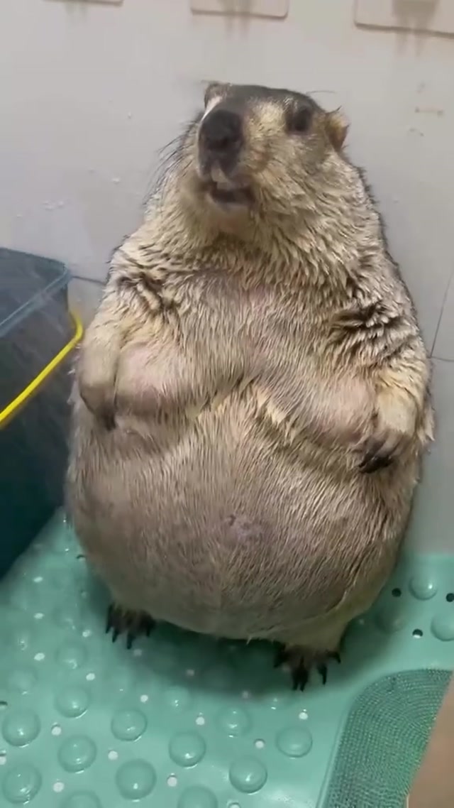 Marmot Spa Day meme template blank
