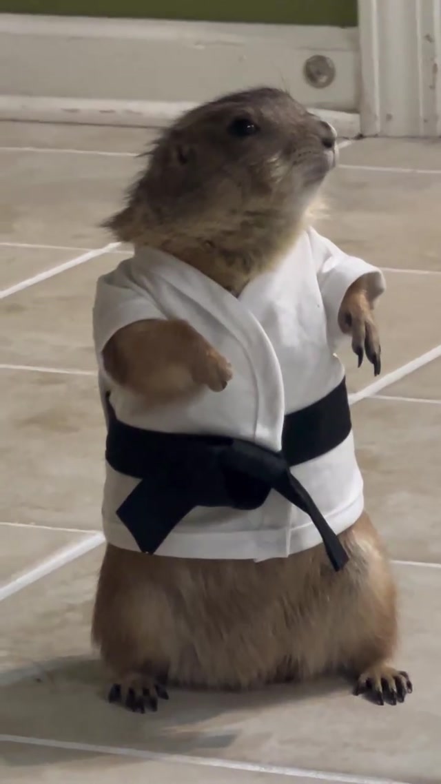Martial Arts Prairie Dog meme template blank
