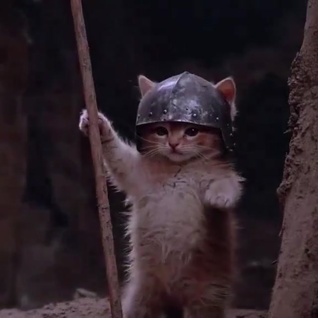 Medieval Warrior Kittens meme template blank