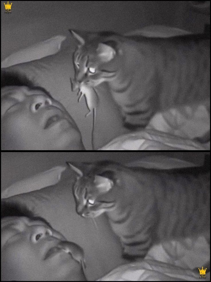 Midnight Gift Drop meme template blank
