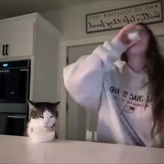 Milk Shots with the Cat meme template blank