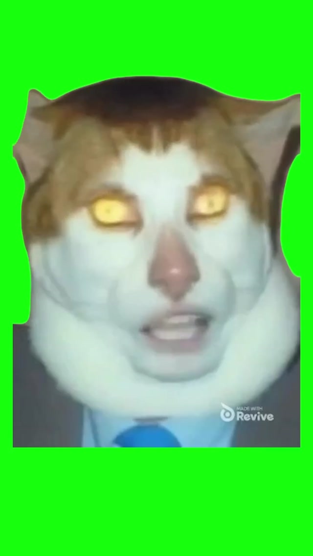 Monday Left Me Broken Cat meme template blank