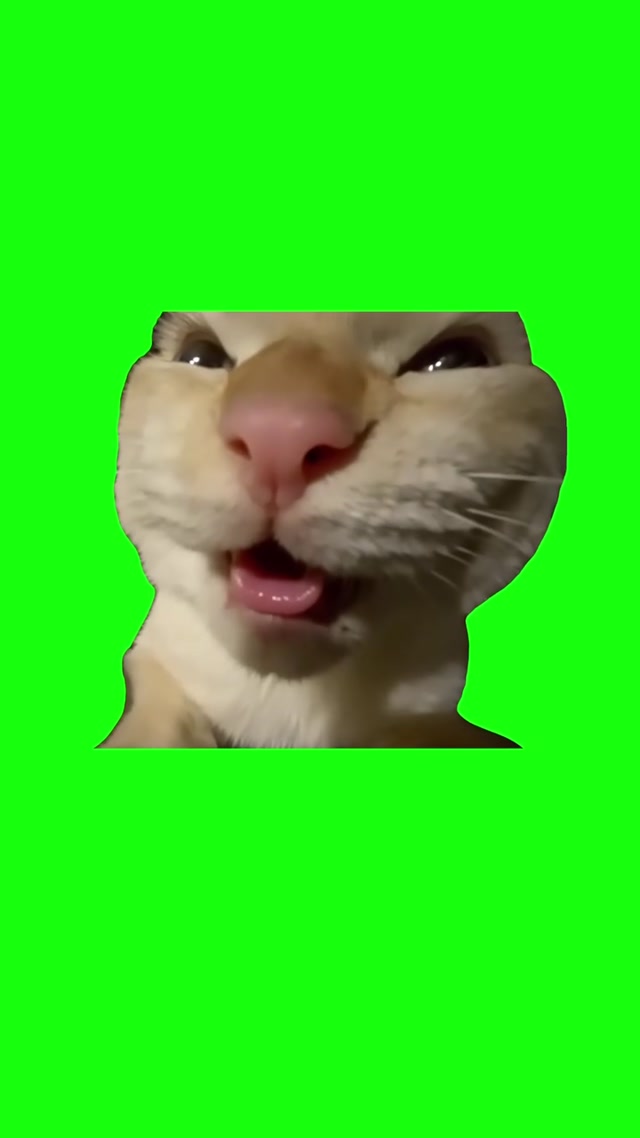 MUHEHEHEHEHEHEHE Cat meme template blank