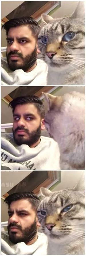 Mutual Disapproval Cat meme template blank