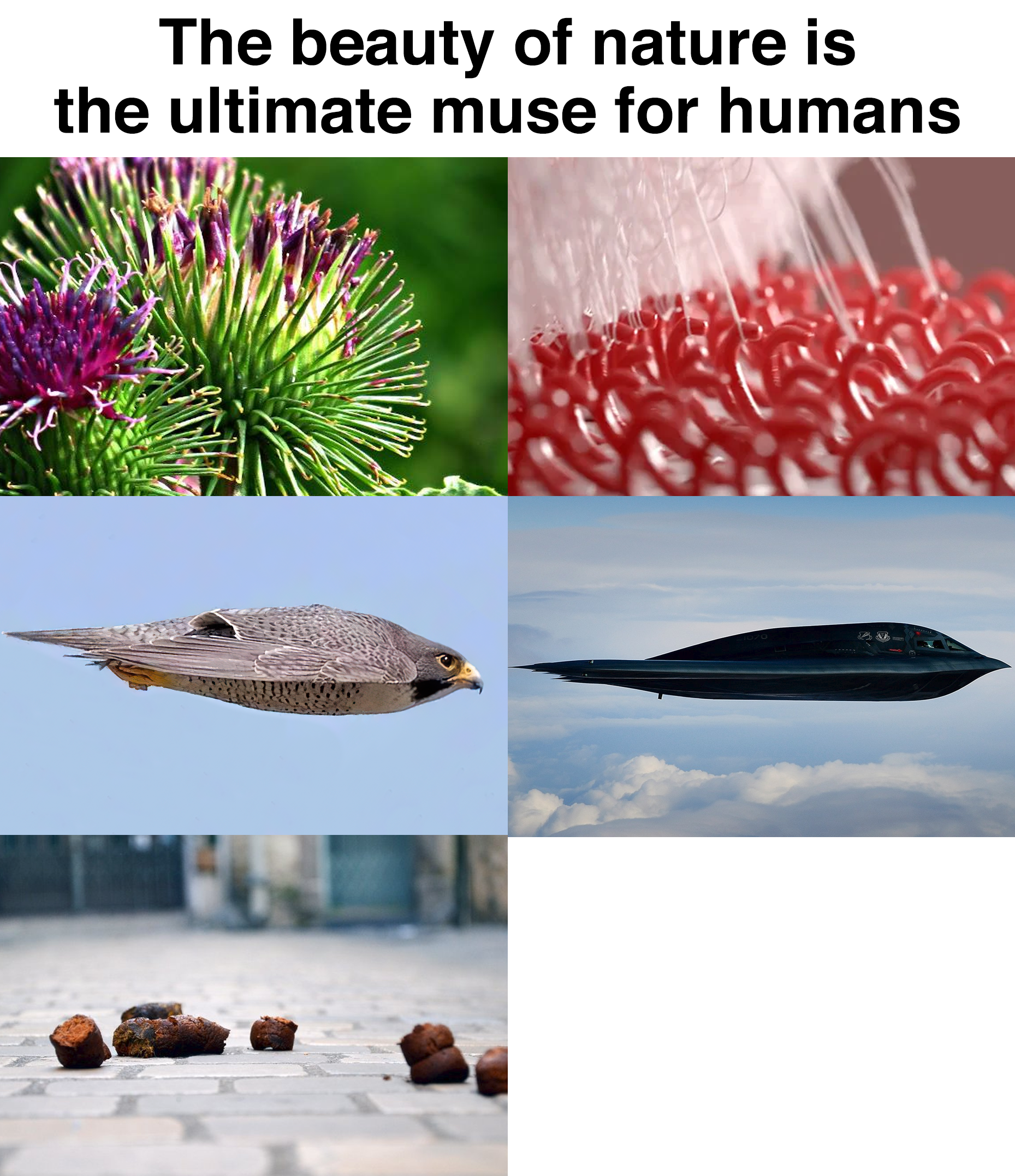 Nature is the Ultimate Muse meme template blank - image format
