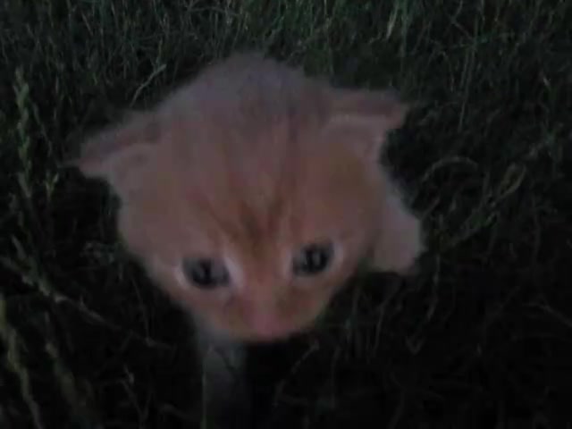Orange Kitten Sniffing meme template blank