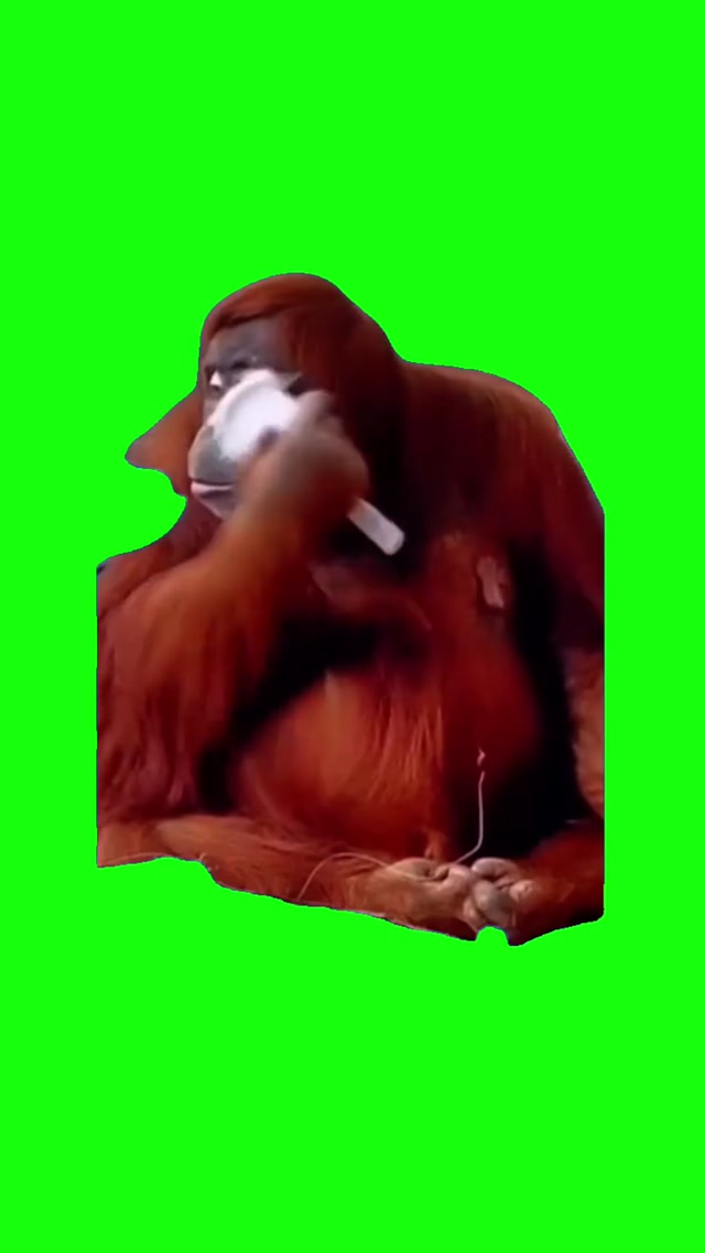Orangutan Brushing Hair meme template blank