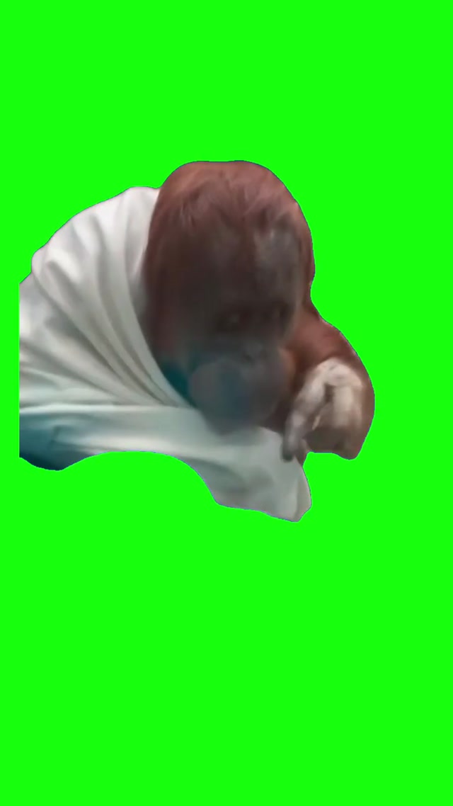 Orangutan Pointing meme template blank
