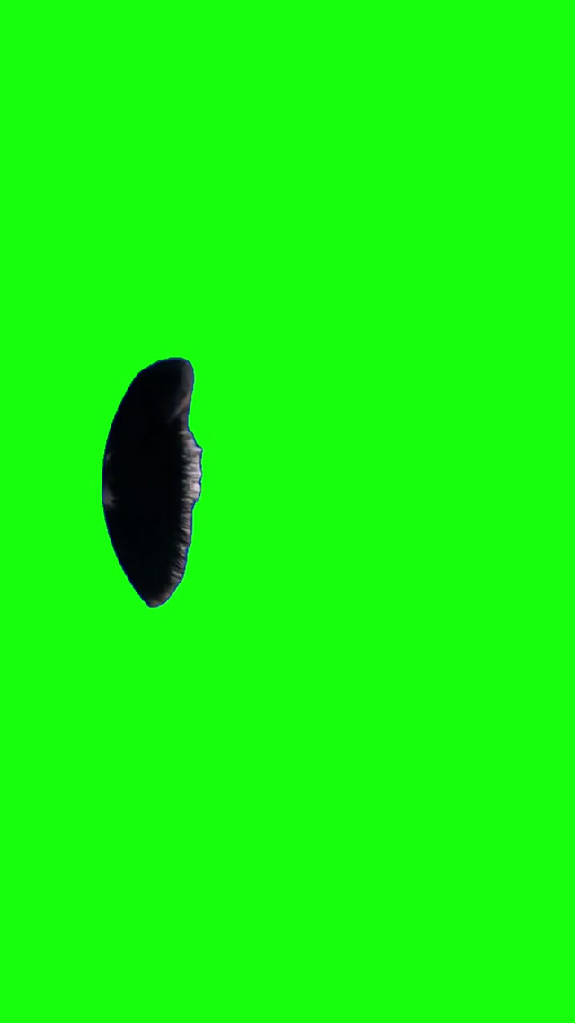 Pedro Raccoon meme template blank