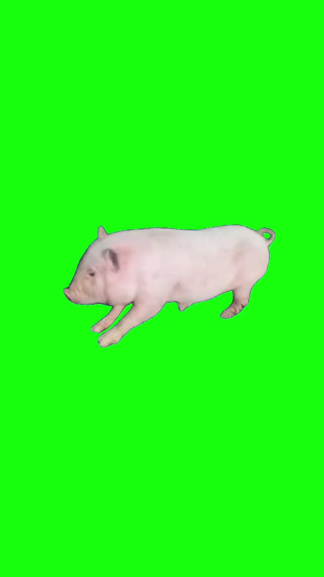 Pig Dancing To Bow Bow Bow meme template blank