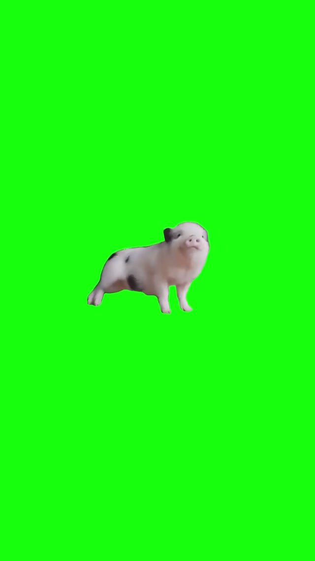 Pig Dancing to Funkytown meme template blank