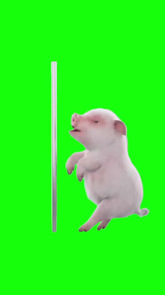 Pole Dancing Pig meme template blank