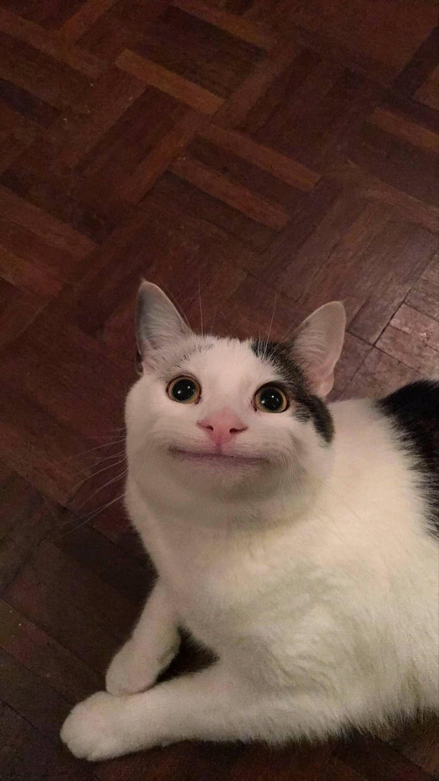Polite Cat meme template blank - image format