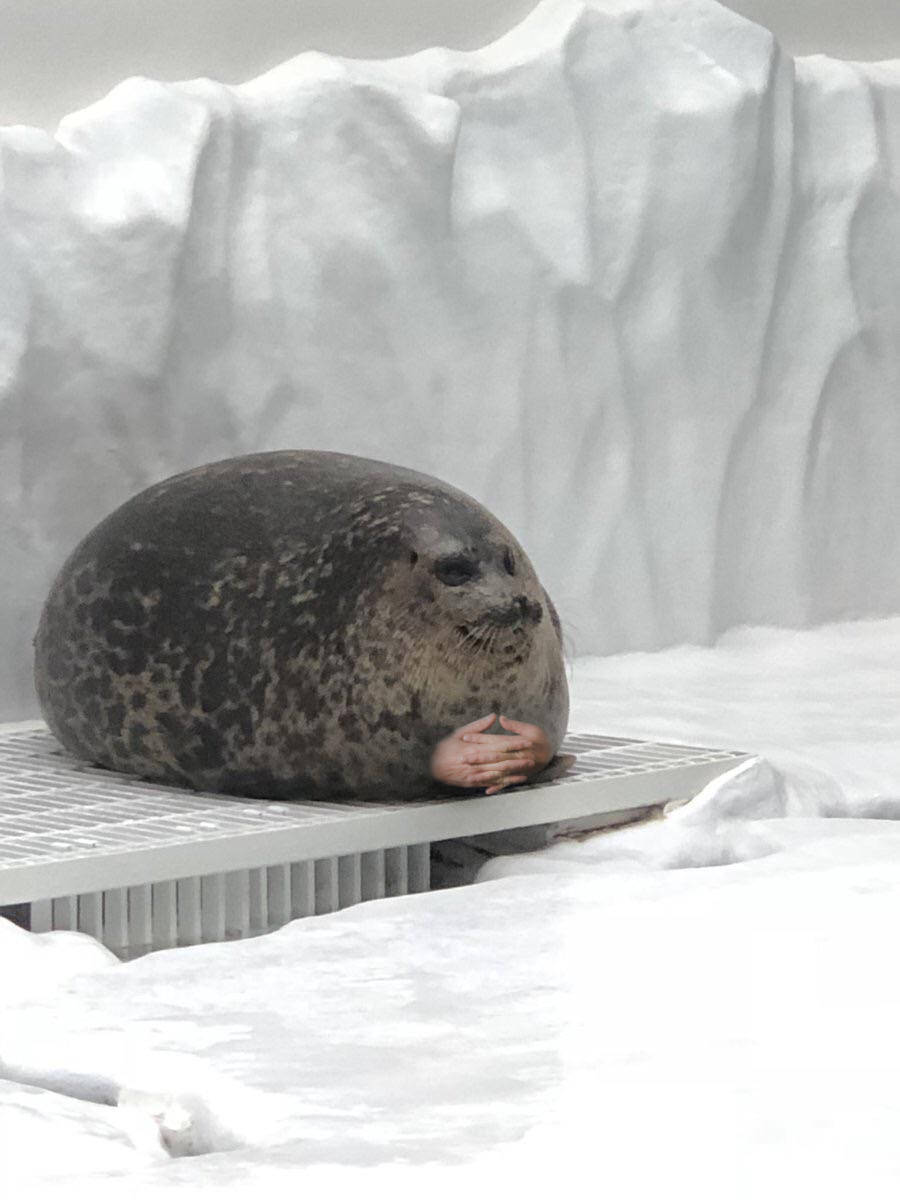 Politeness Seal meme template blank