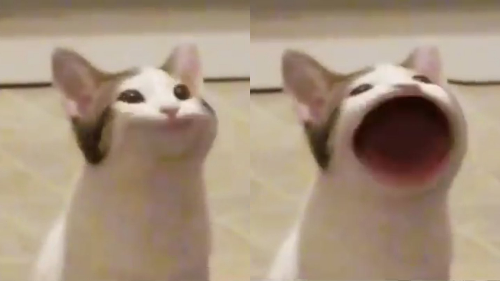 Pop Cat meme template blank - image format