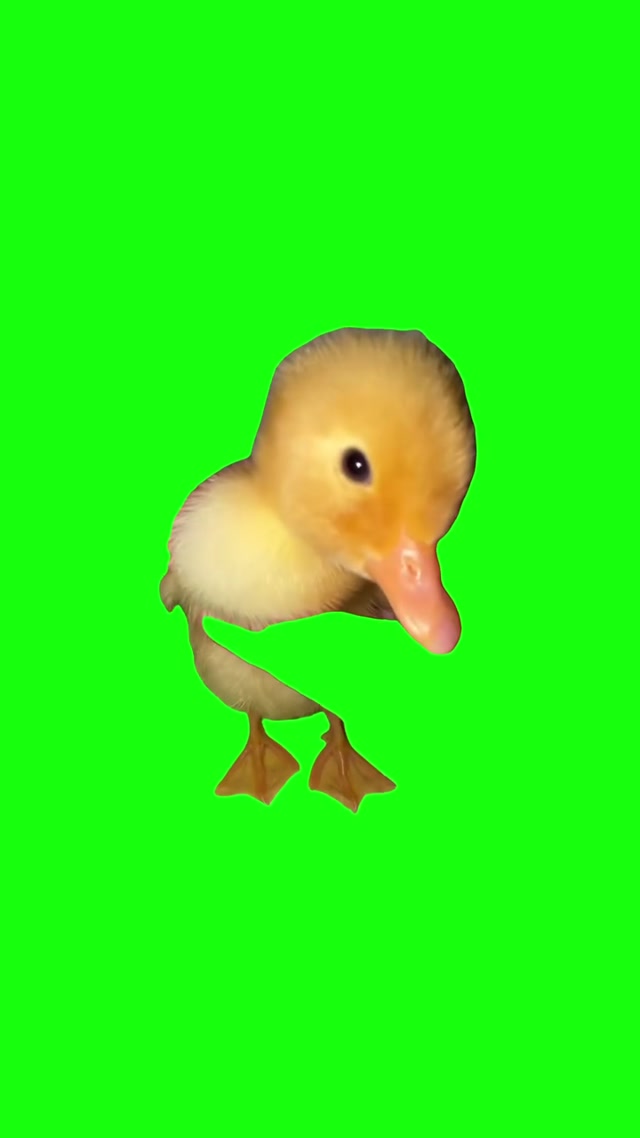 Pop Out at 1 in the Morning Duck meme template blank