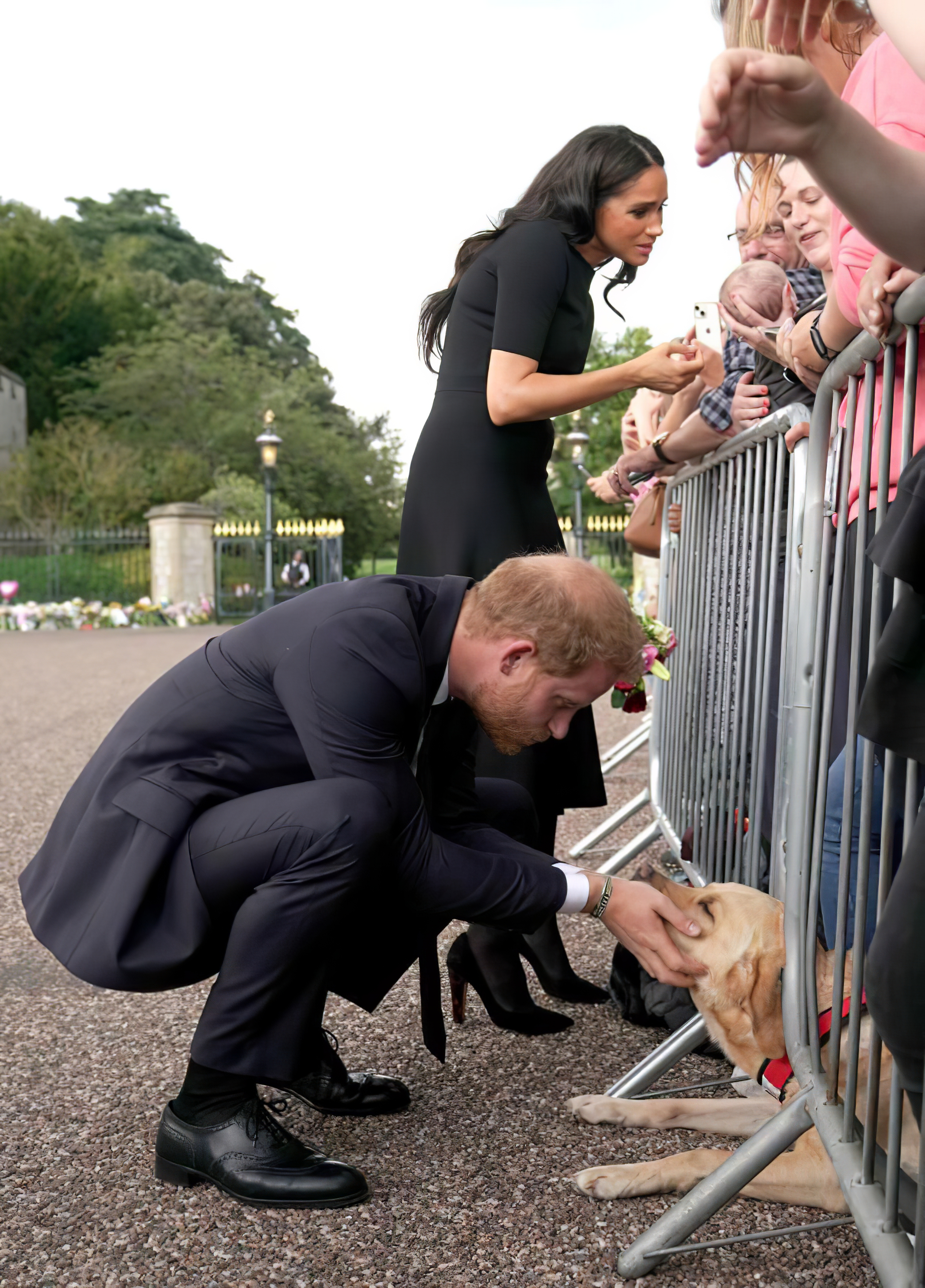 Prince Harry Pets a Dog meme template blank - image format