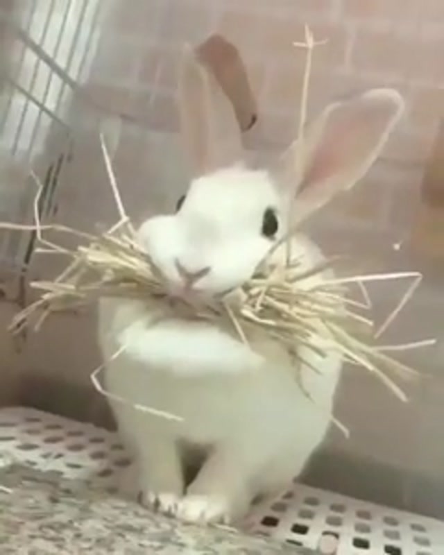 Rabbit Hoarding Hay Mustache meme template blank