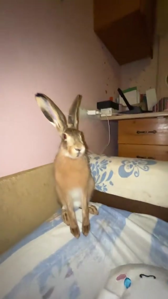 Rapid-Fire Rabbit meme template blank