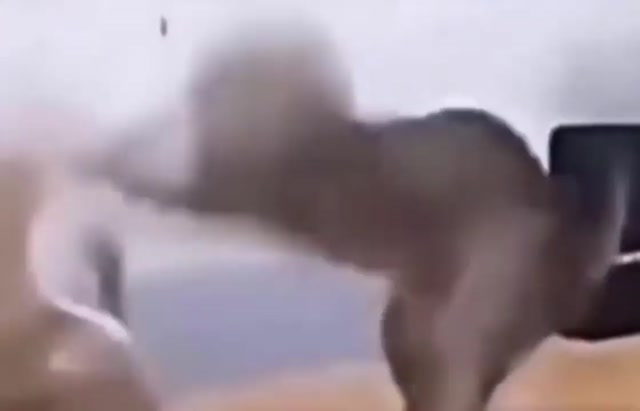 Rapid-Fire Slap Cats meme template blank