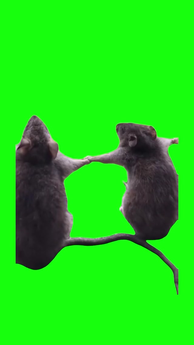 Rats Swaying meme template blank