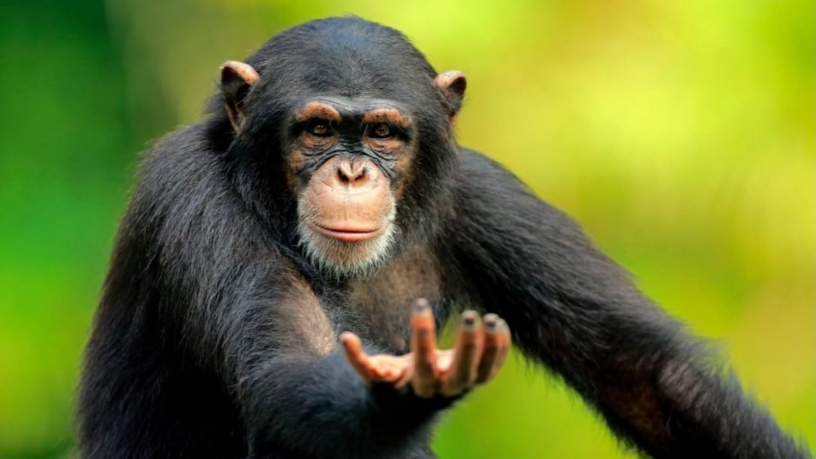 Return to Monke meme template blank