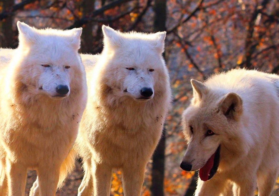 Reversed Laughing Wolves meme template blank
