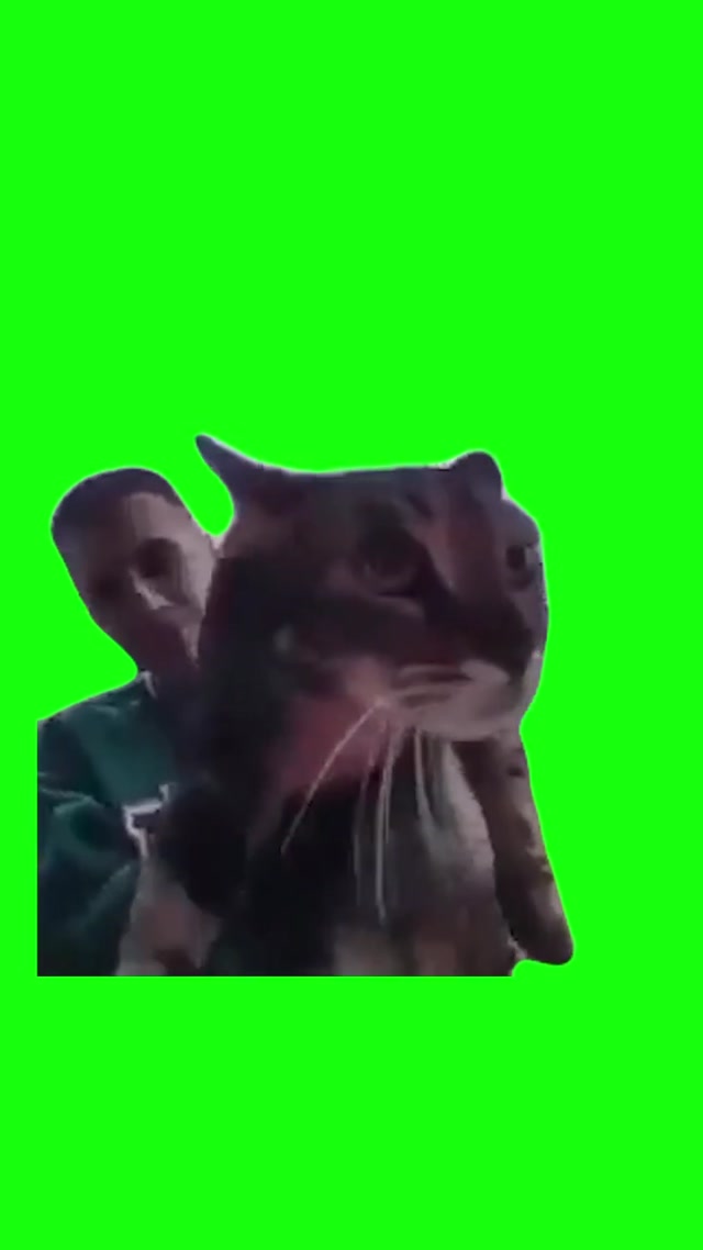 Ring Doorbell Cat Meow meme template blank