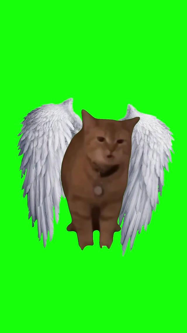 R.I.P. I Go Meow Cat meme template blank