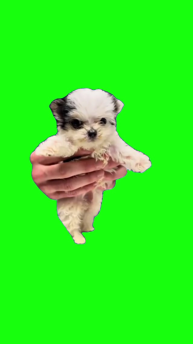 Riverdance Dog meme template blank